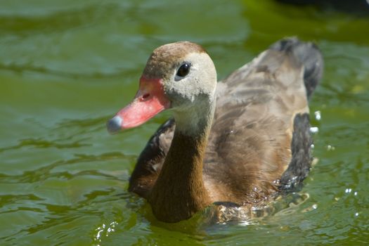 Close-up of a duck in a lake, Miami, Miami-Dade County, Florida, USA