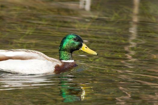 Duck swimming in a lake, Yosemite National Park, California, USA