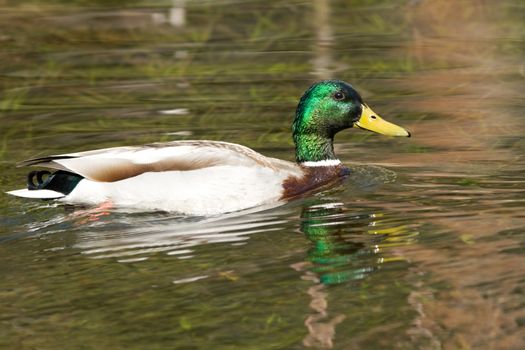 Duck swimming in a lake, Yosemite National Park, California, USA