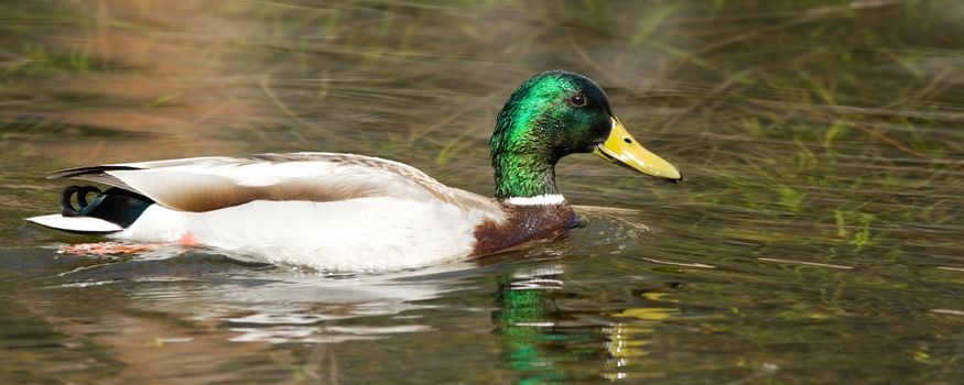 Duck swimming in a lake, Yosemite National Park, California, USA