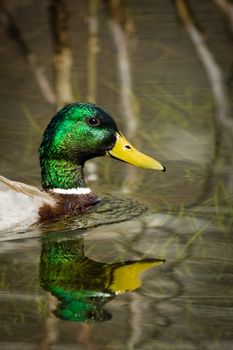 Duck swimming in a lake, Yosemite National Park, California, USA