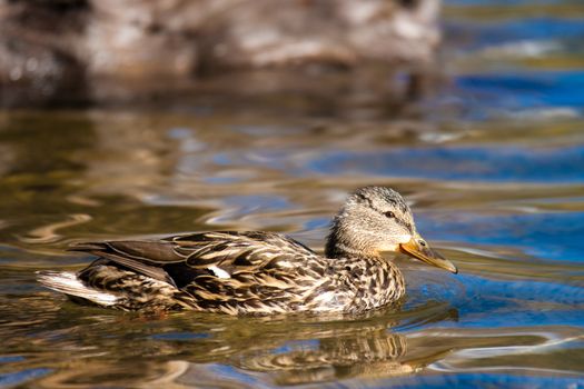 Duck swimming in a lake, Mammoth Lakes, Yosemite National Park, California, USA