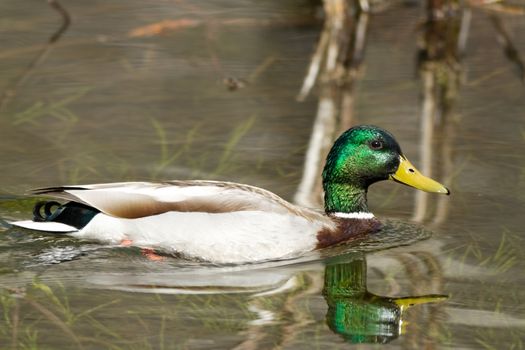 Duck swimming in a lake, Yosemite National Park, California, USA