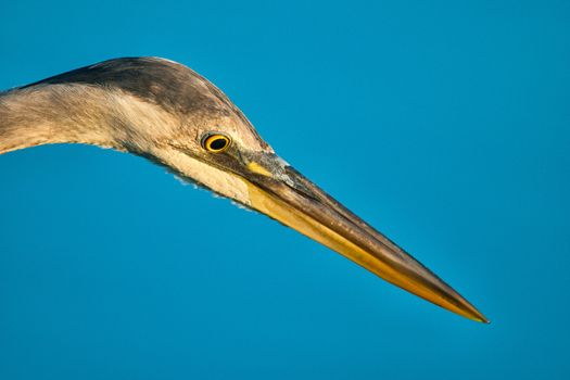 Close-up of a beak of an egret, Merritt Island, Titusville, Brevard County, Florida, USA