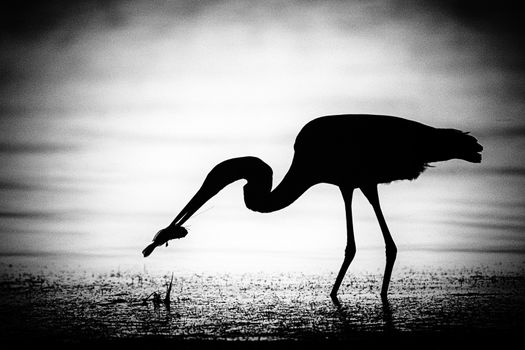 Silhouette of an egret catching a fish, Merritt Island, Titusville, Brevard County, Florida, USA