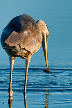 Egret catching fish in water, Merritt Island, Titusville, Brevard County, Florida, USA