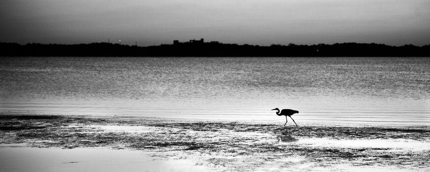 Silhouette of an egret foraging on the beach, Merritt Island, Titusville, Brevard County, Florida, USA