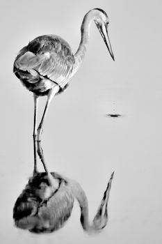 Reflection of an egret on water, Merritt Island, Titusville, Brevard County, Florida, USA