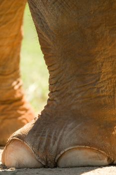 Closeup of an elephant foot.