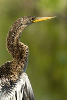 Beautiful bird found in the everglades, Everglades National Park, Florida, USA