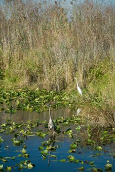 Everglades wetlands in Miami, Florida.