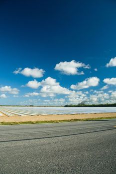 Trucks throwing water over a huge plantation