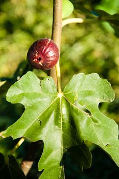 Fig fruit in the natural found on a plantation in Brazil