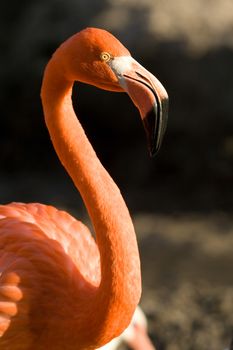 Close-up of a flamingo, Miami, Florida, USA