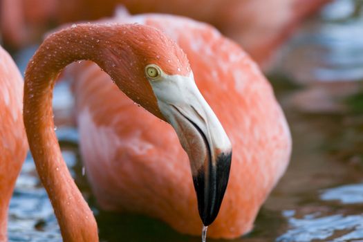 Flamingos in a lake, Miami, Florida, USA