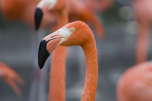 Close-up of a flamingo, Miami, Miami-Dade County, Florida, USA