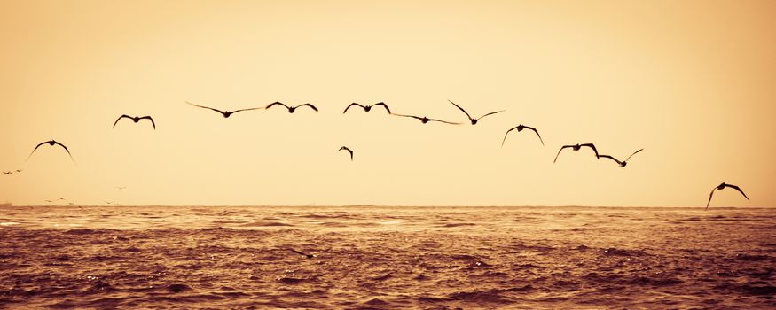 Flock of birds flying over sea at sunset.