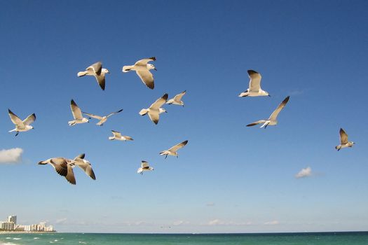 Flock of seagulls flying in blue sky over sea.