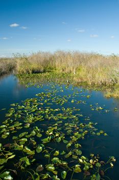 Scenic view of water and plants in Everglades National Park, Miami, Florida, U.S.A.