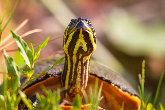 Close-up of a Florida Redbelly Turtle (Pseudemys Nelsoni), Merritt Island, Titusville, Brevard County, Florida, USA