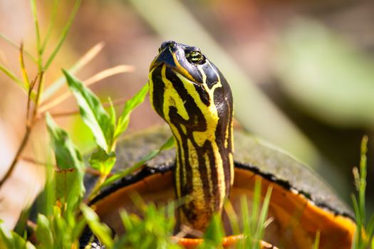 Close-up of a Florida Redbelly Turtle (Pseudemys Nelsoni), Merritt Island, Titusville, Brevard County, Florida, USA