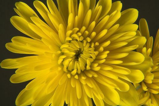 Details of a flower