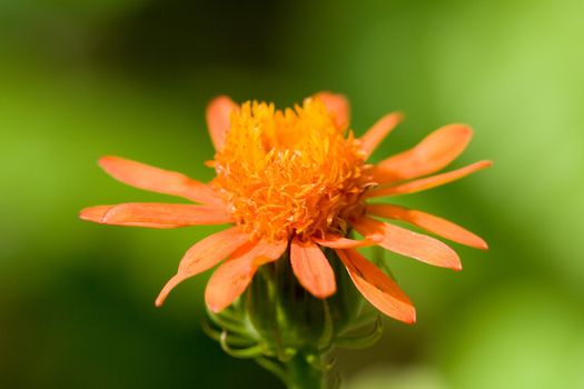 Close-up of an orange flower