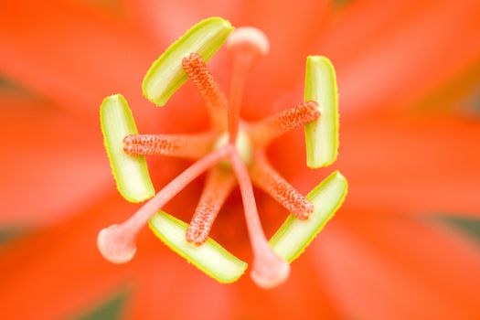 A close up of the stigma and the stamens of an orange flower.