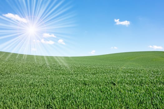 green field and blue sky on a sunny day