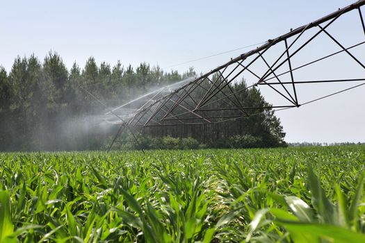 Irrigation system in a field