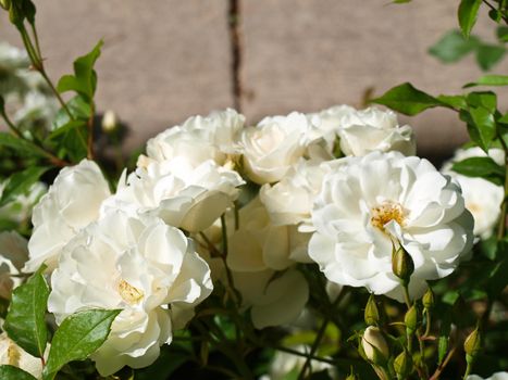 White azalea flowers in nature