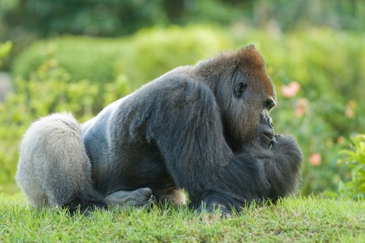 Gorilla sitting on the grass, Miami, Florida, USA