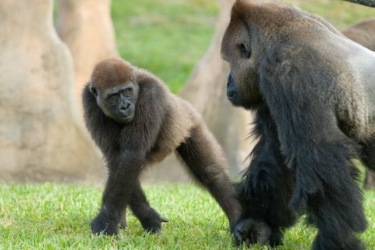 GorillasFather and son gorillas walk together outside.