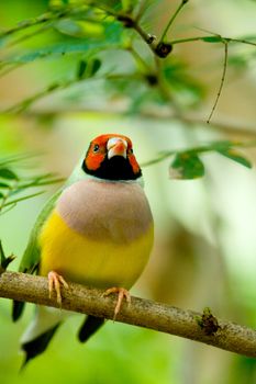 A Gouldian Finch sitting on a perch.