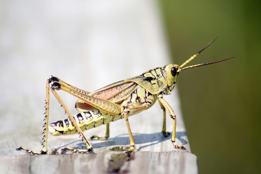 Close-up of a grasshopper, Everglades National Park, Florida, USA