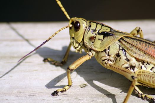 Close-up of a grasshopper, Everglades National Park, Florida, USA