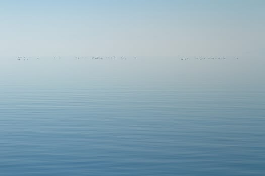 Horizon of quiet lake with little ducks by foggy day