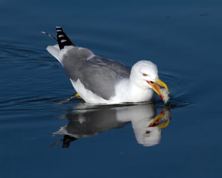 Beautiful gull eating while swimming on the blue lake