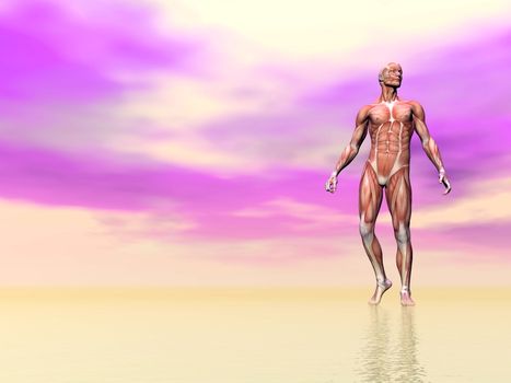 Realistic front view of man muscles in pink background