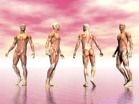 Realistic man muscles from four point of view in pink background