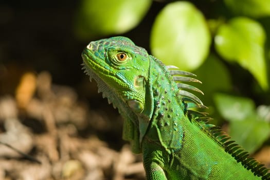 Close-up of a Green Iguana (Iguana Iguana)