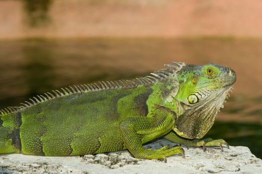 Green Iguana (Iguana iguana) on a rock, Miami, Miami-Dade County, Florida, USA