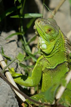 Close-up of a Green iguana (Iguana iguana), Miami, Miami-Dade County, Florida, USA