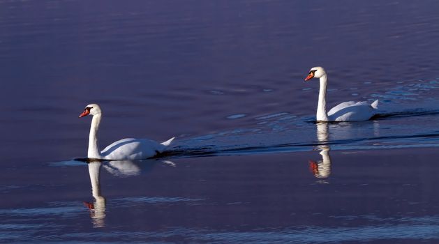 Two beautiful mute swans swimming on the blue water