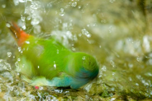 Portrait of green feathered bird taking bath.