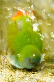 Closeup of green bird bathing in water.