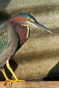 Close-up of a Green heron, (Butorides virescens), Merritt Island, Titusville, Brevard County, Florida, USA