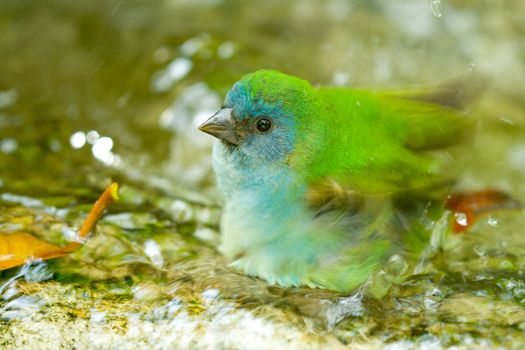 Closeup of green feathered bird splashing in water.