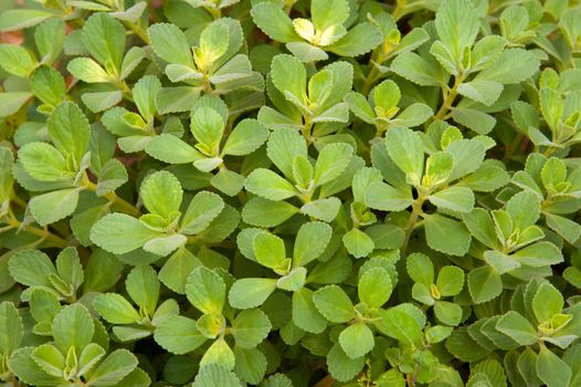 Close-up of green leaves