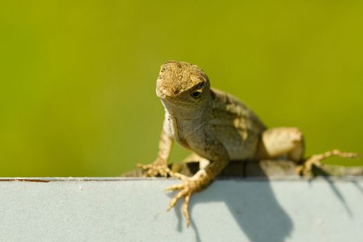 Portrait of lizard with green background and copy space.